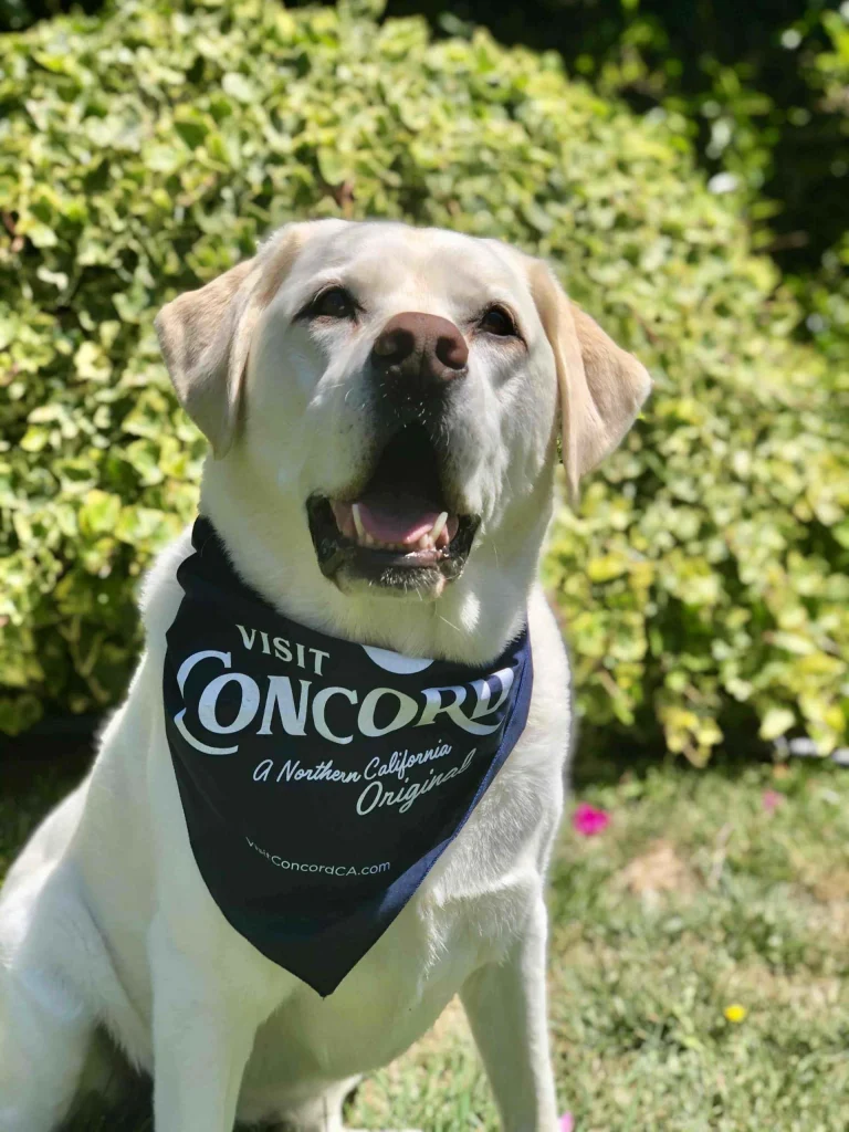 Image from Only in California on DogTrekker
