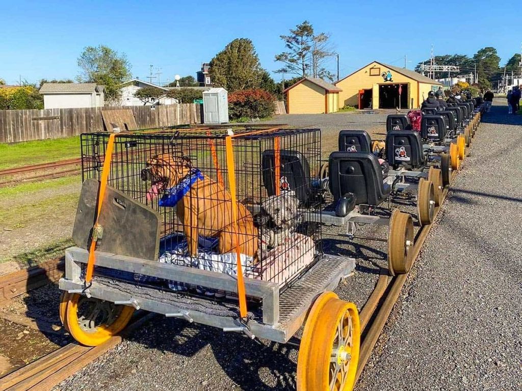 Rail bikes with dog carrier.