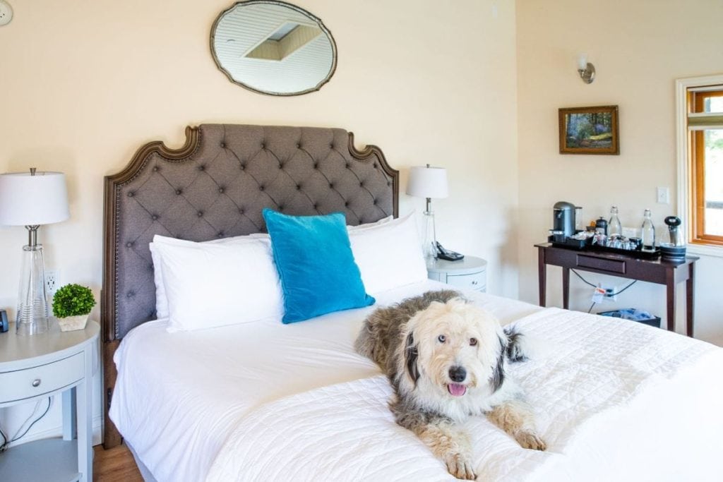 Sheepdog on bed at dog-friendly hotel