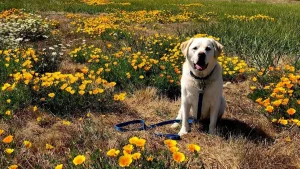 A pedigreed playground for your pup
