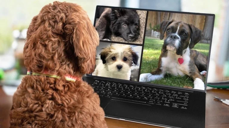 Back view of dog talking to dog friends in video conference. Group of dogs having an online meeting in video call using a laptop. Blurred and de-focused office background. Pets pretending to be human.