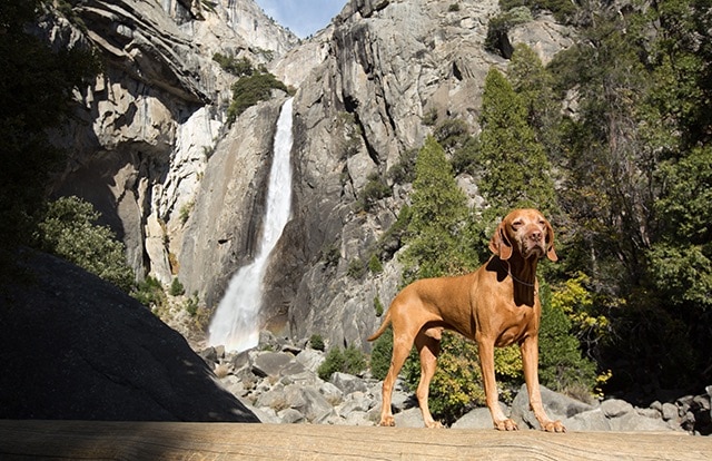 Vizsla dog in front of waterfall in Yosemite