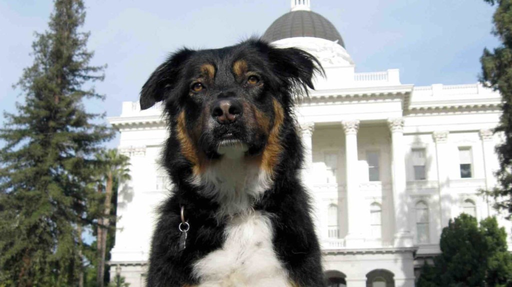 Dog at Sacto Capitol