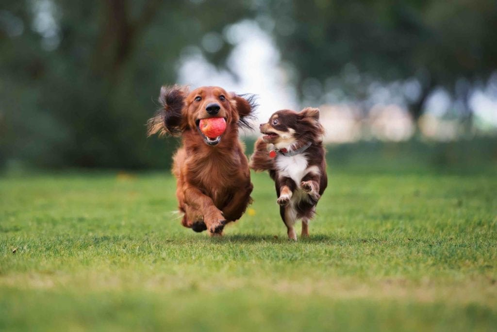 Two small dogs playing