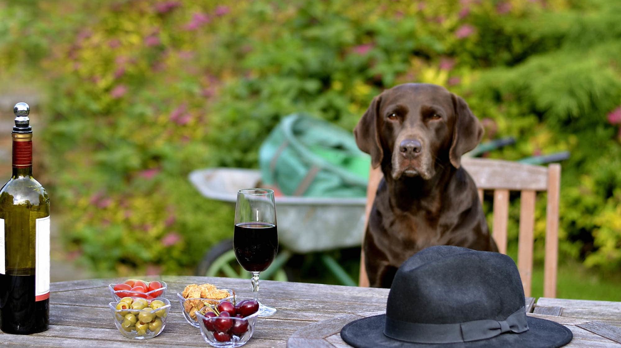 chocolate lab sits at table with bottle of wine