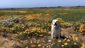 Dog on flower field in Mendocino county