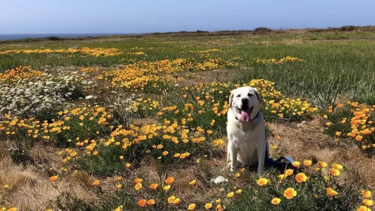 Image from Room to roam in Mendocino on DogTrekker