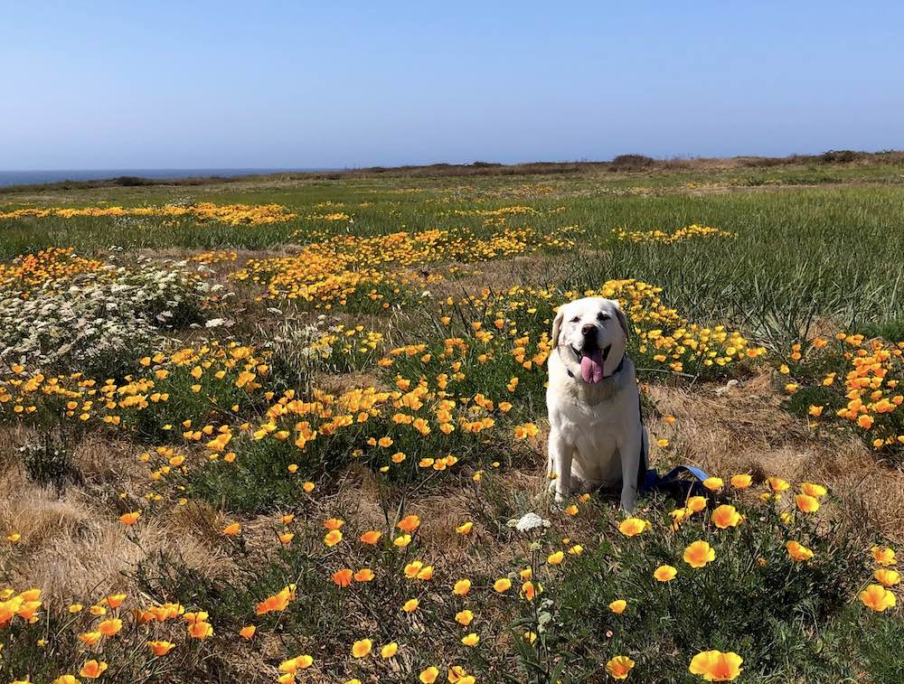 Dog on flower field in Mendocino county