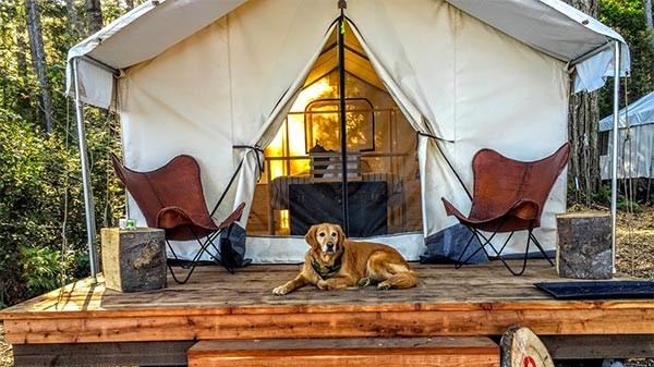 golden retriever on deck in from of tent cabin