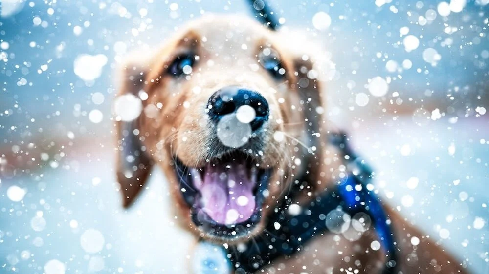 dog in snow