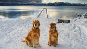 Tahoe snow play and stay: dog-friendly hotels