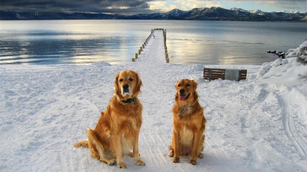 2 dogs sitting in snow in front of lake