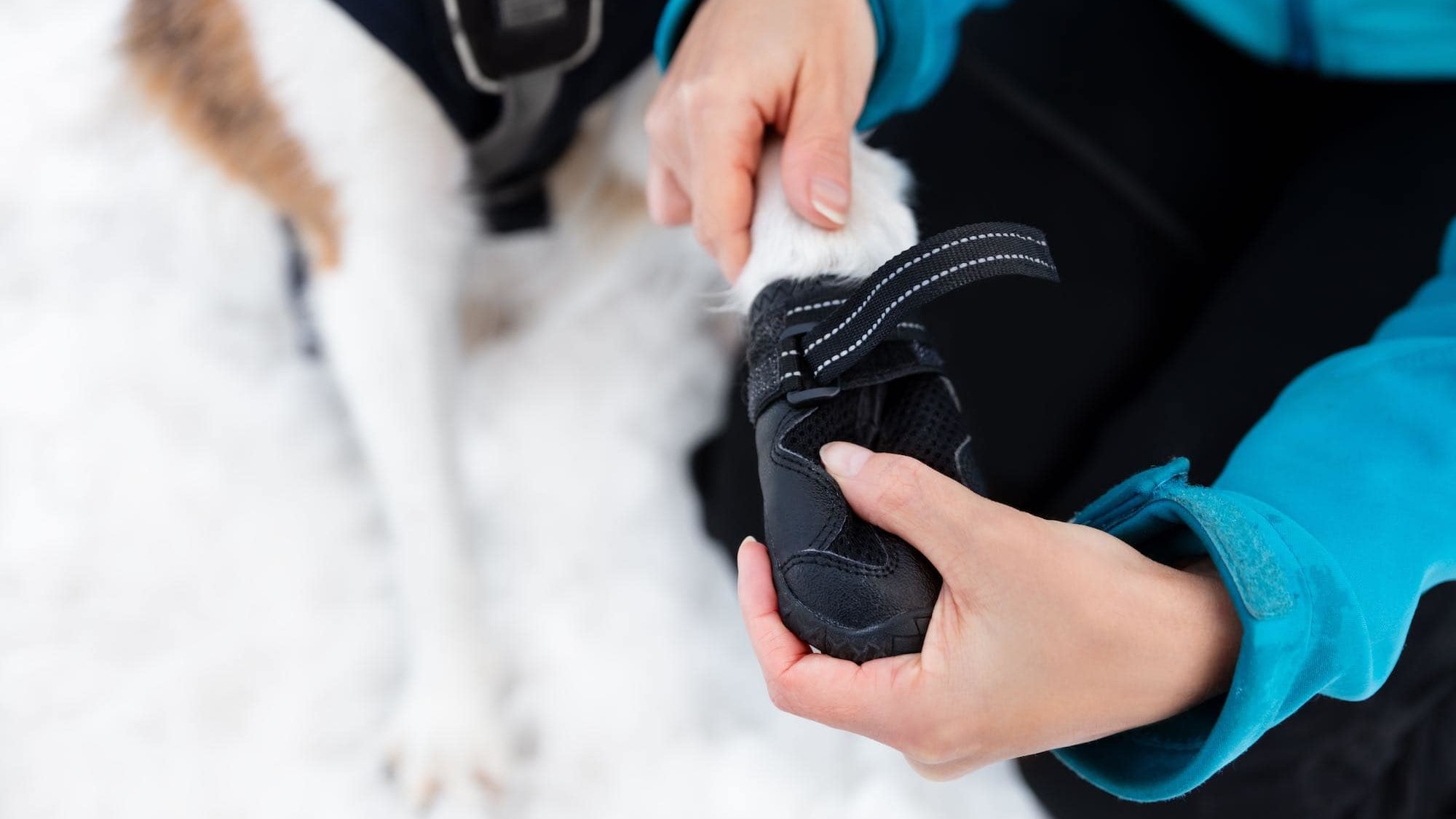 woman putting booties on dog's paw in snow