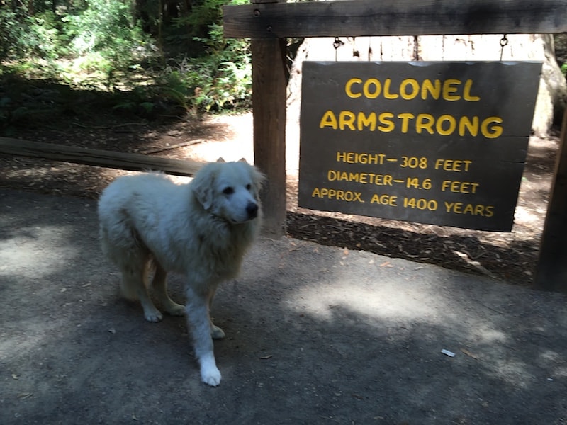 Dog at Armstrong Woods Guerneville