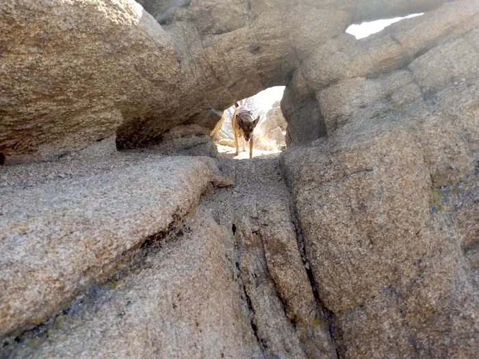 Image from Vacationing at Benton Hot Springs on DogTrekker