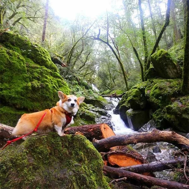 Image from Moving water in Marin on DogTrekker