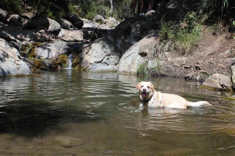 Image from Santa Barbara’s waterfall surprise on DogTrekker