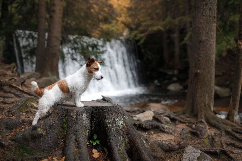Dog and waterfall