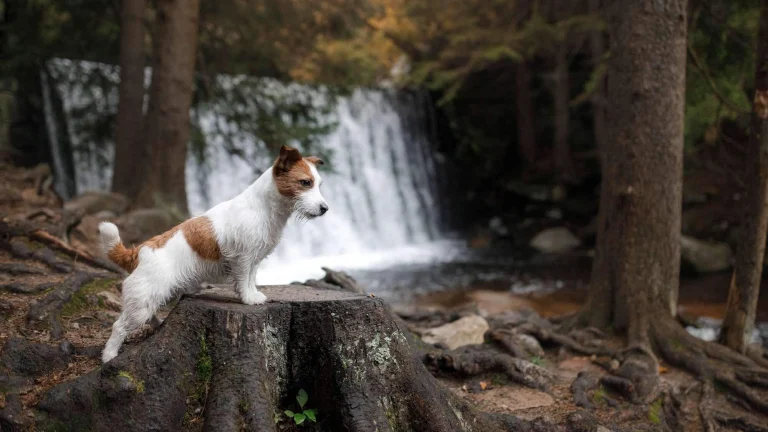 the dog is standing by the waterfall. Jack Russell Terrier in nature. Healthy lifestyle