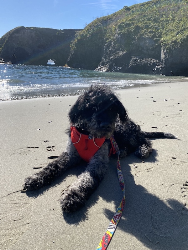 Mendocino beach with dog