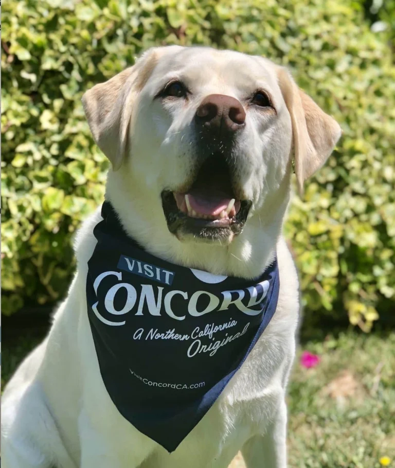 Image from Conquer Concord with your pup on DogTrekker