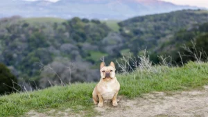 Putting paws to paths around Concord