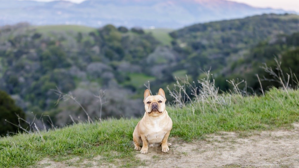 Frenchie sitting and looking at camera with Mt Diablo in the background. Briones Regional Park, Contra Costa County, California, USA.