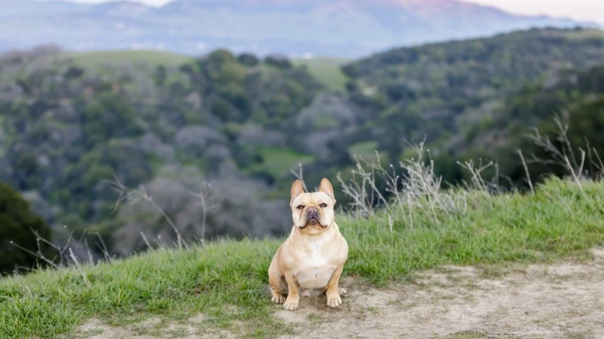 Briones Regional Park, Contra Costa County, California, USA.
