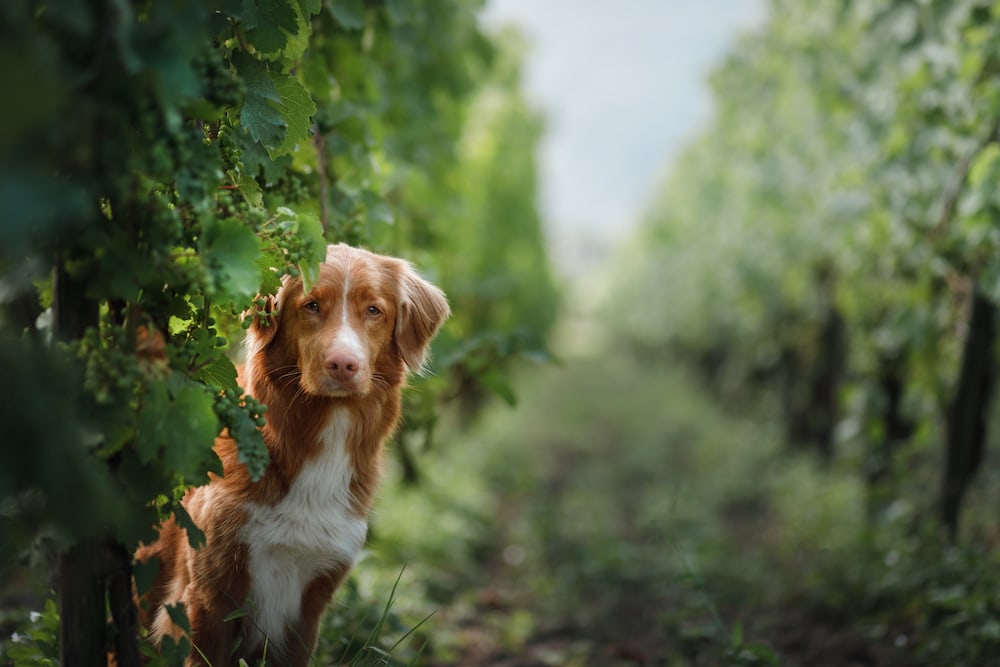 Dog in a vineyard