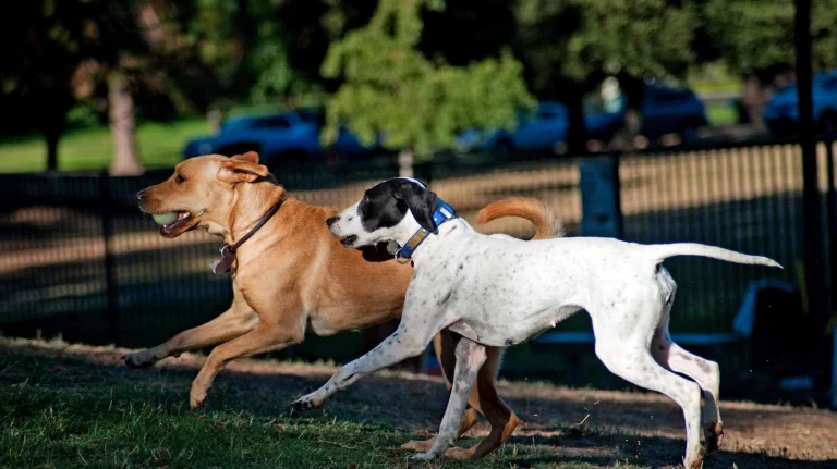 Bonnie plays with friend at Partner Park.