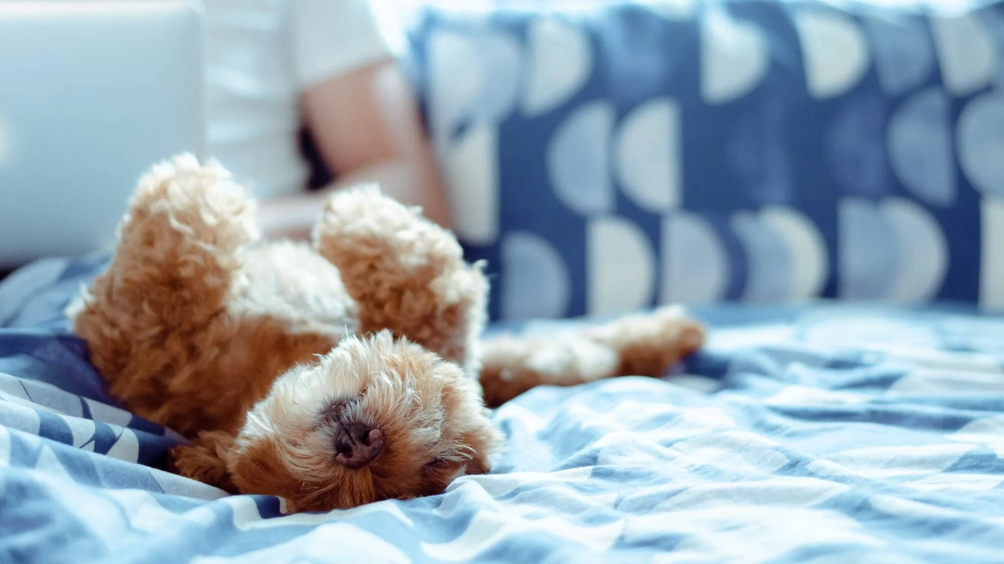 An adorable brown Poodle dog lay on bed and enjoy his happiness with the owner who is working after wake up in the morning.