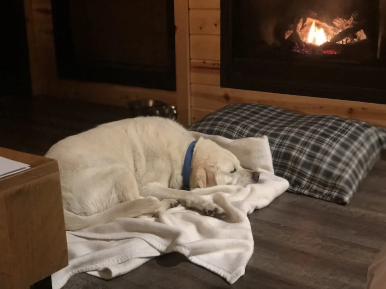 Maya enjoying the Explorer Cabins at Tenaya Lodge.