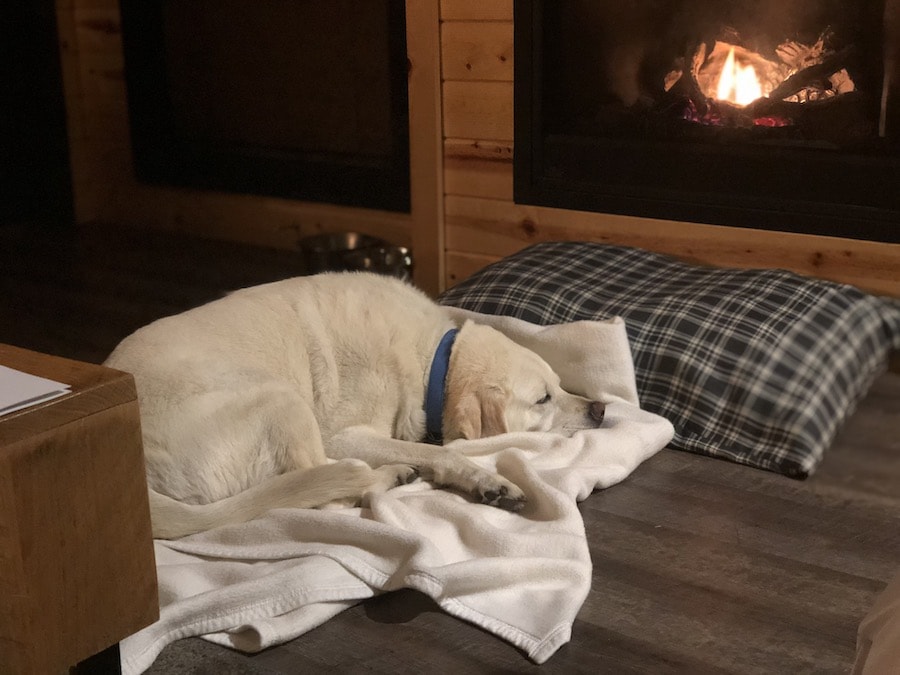 May dog at Tenaya Lodge Explorer cabin lying by the fireplace.