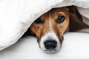 Tenaya Lodge’s four-paw accommodations