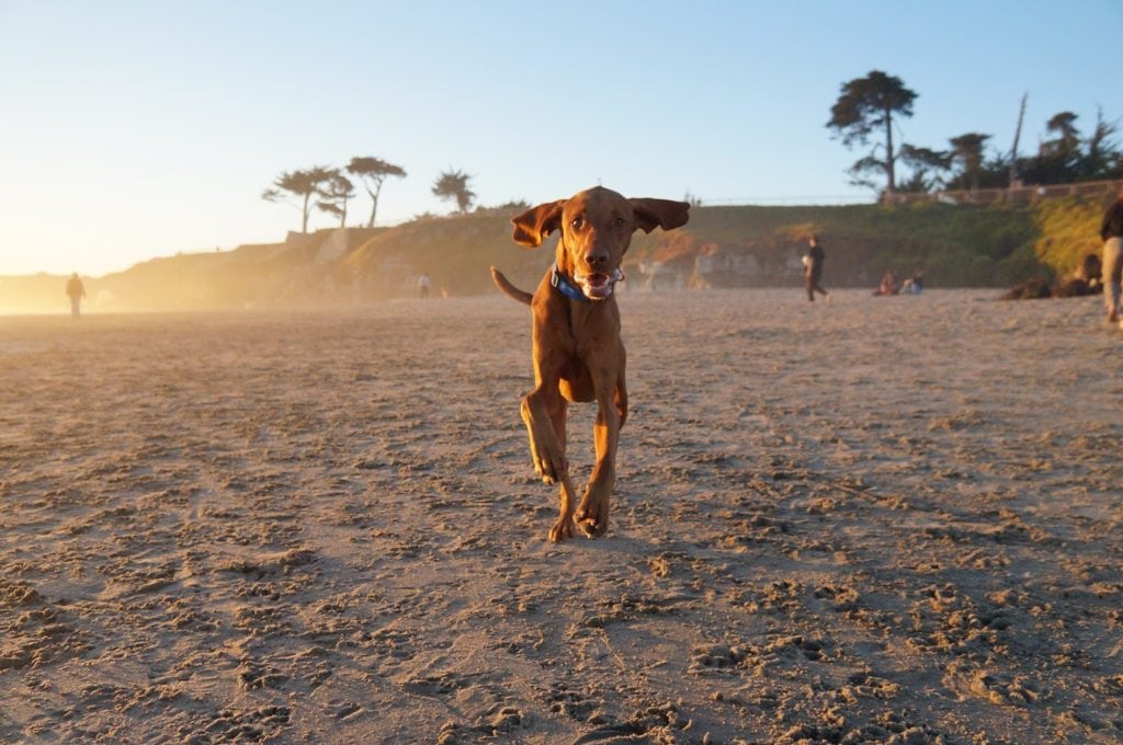 Dog running along a Santa Cruz County beach