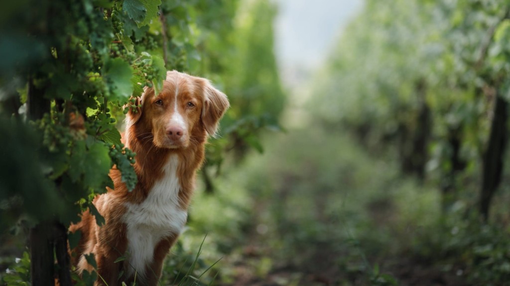 Dog in a vineyard 