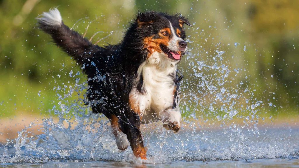 Australian shepherd dog runs through the lake