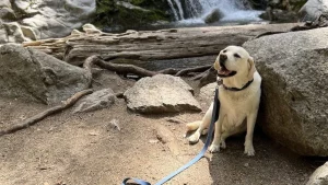 Choose Redding for new dog-friendly scenery, experiences