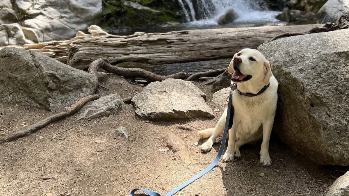 Image from Choose Redding for new dog-friendly scenery, experiences on DogTrekker