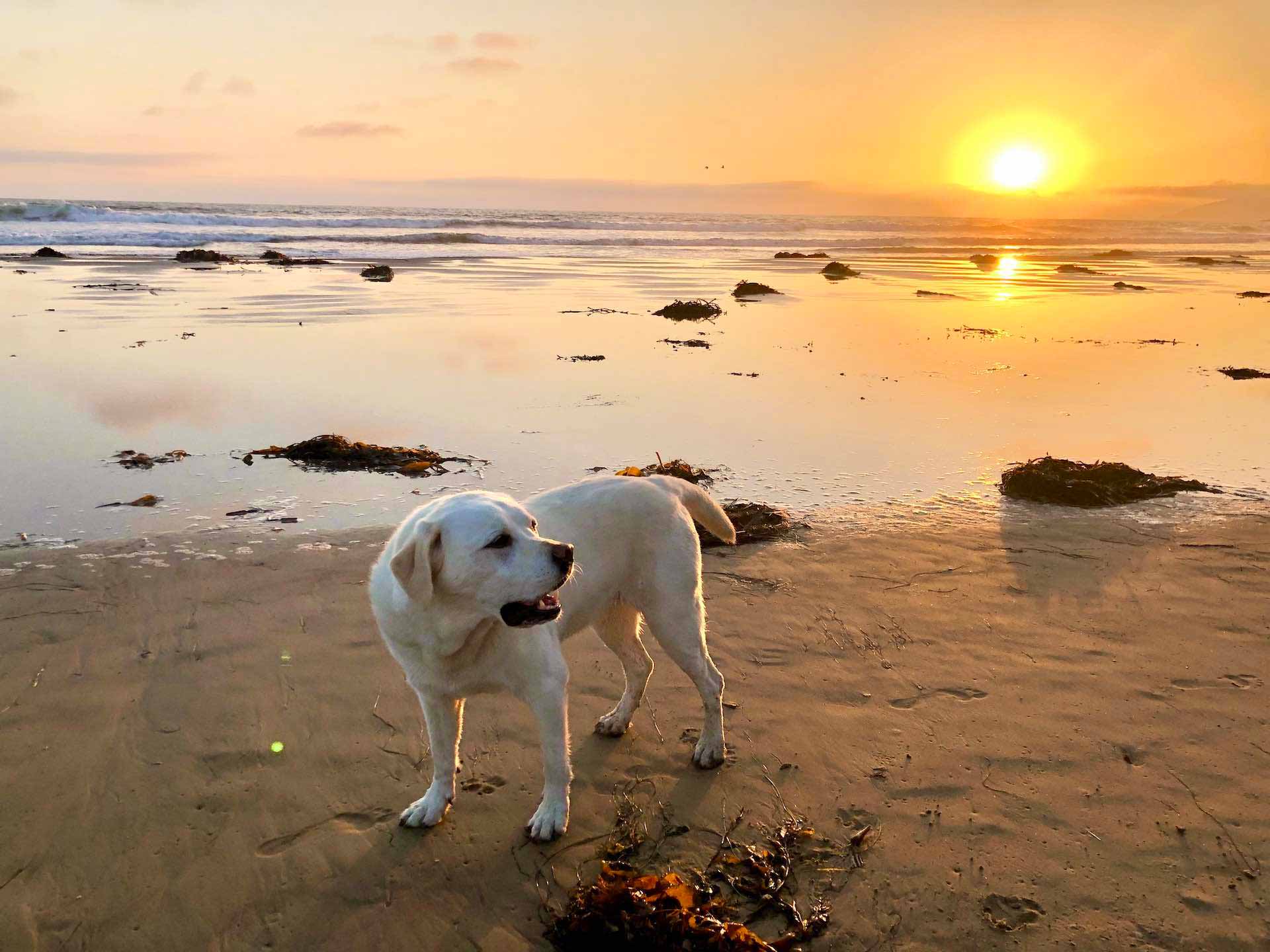 Maya dog at Pismo Beach