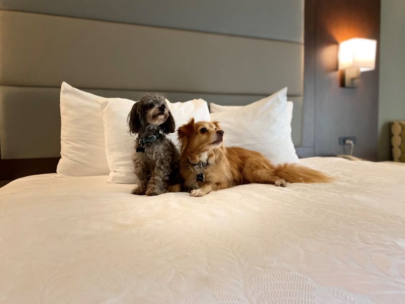 Two dogs in hotel room bed in Gilroy