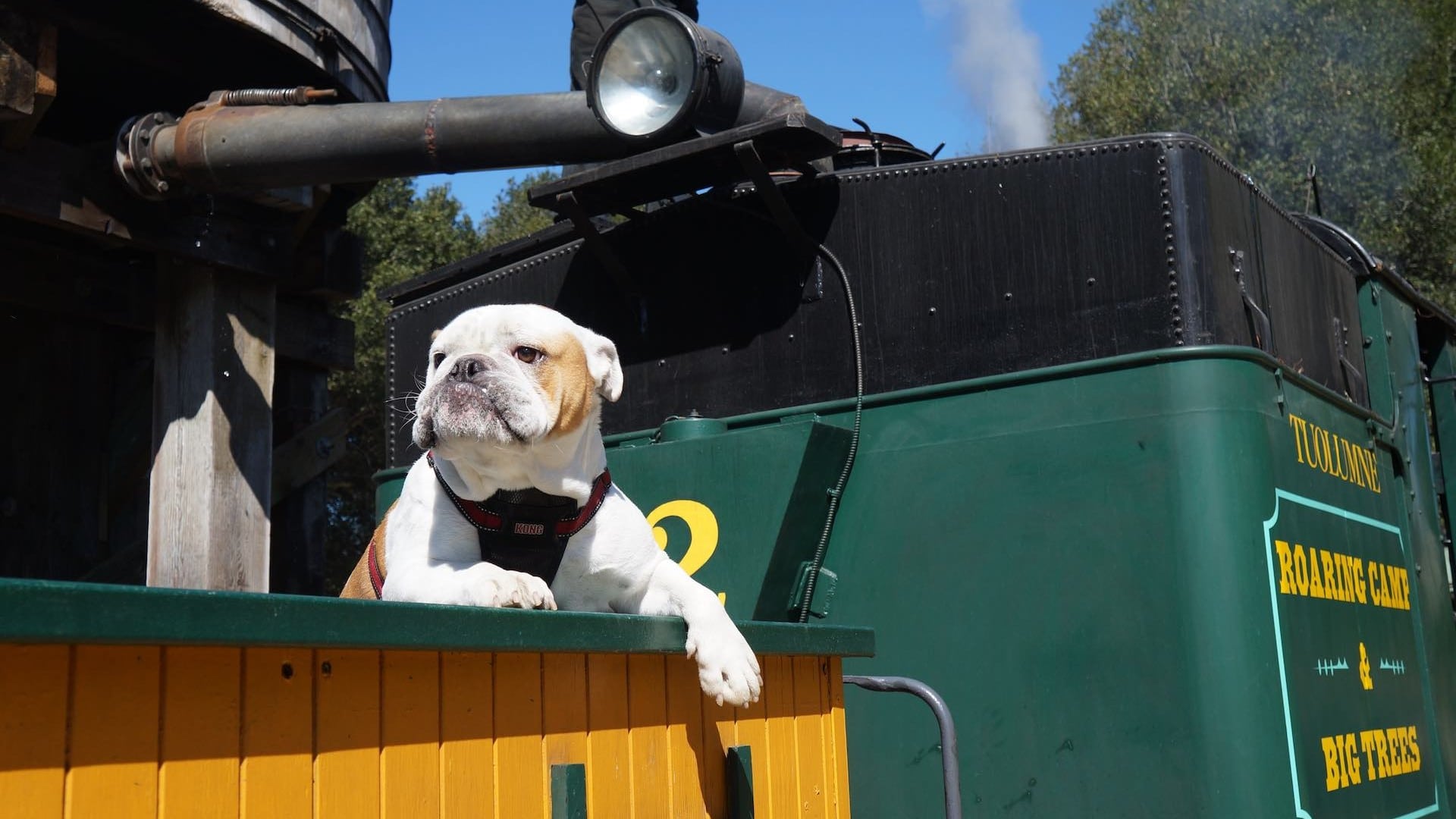 bulldog on open-air train