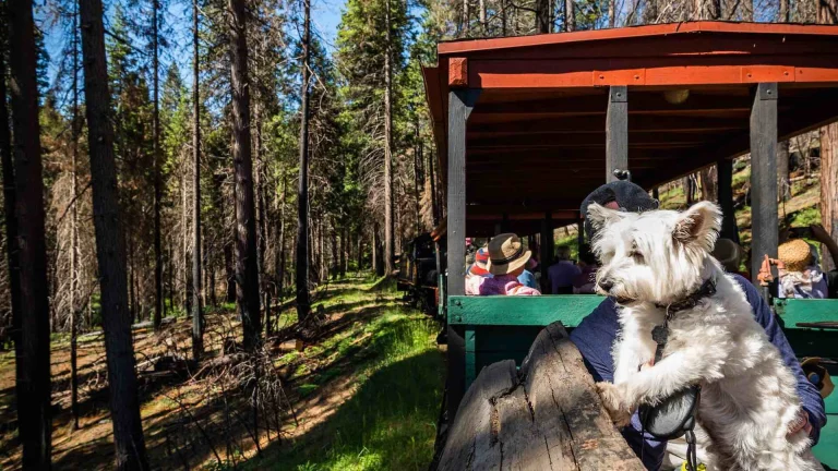 Image from All aboard for Gold Country history on DogTrekker