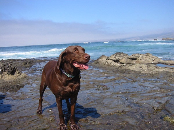 Dog on the California Coast