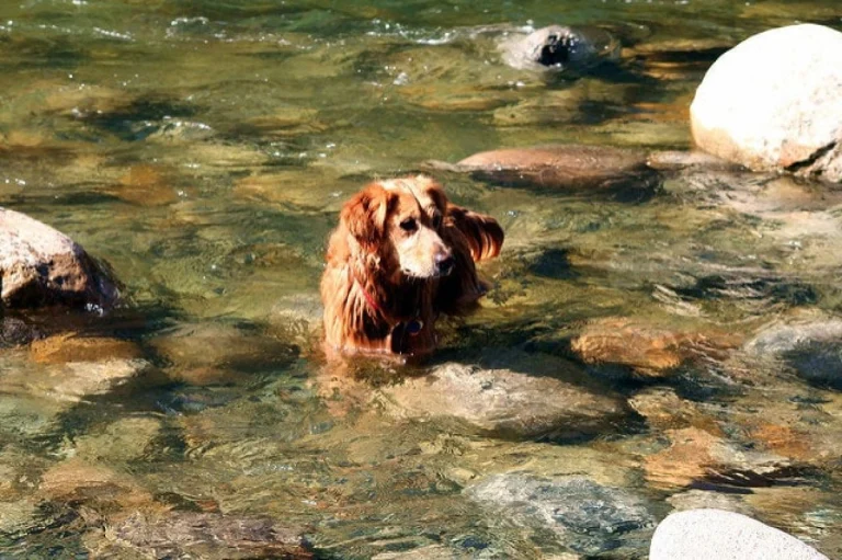 Image from Moseying around Mariposa County on DogTrekker