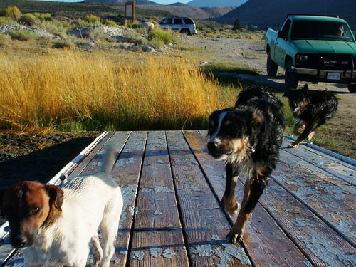 Dogs running at Mono Lake