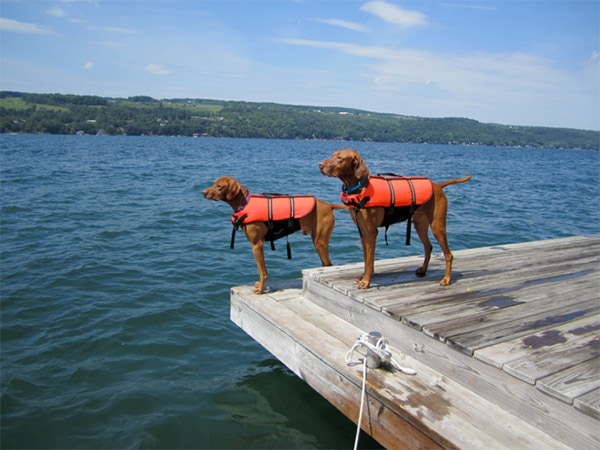 2 dogs in red life jackets at the lake