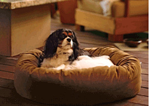 Dog in dog bed 