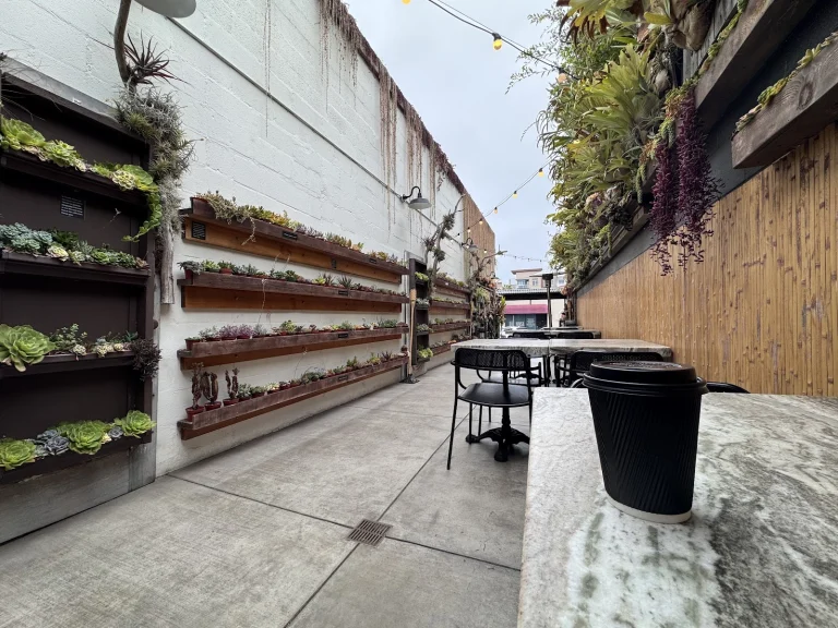 Succulent Cafe Google Places photo