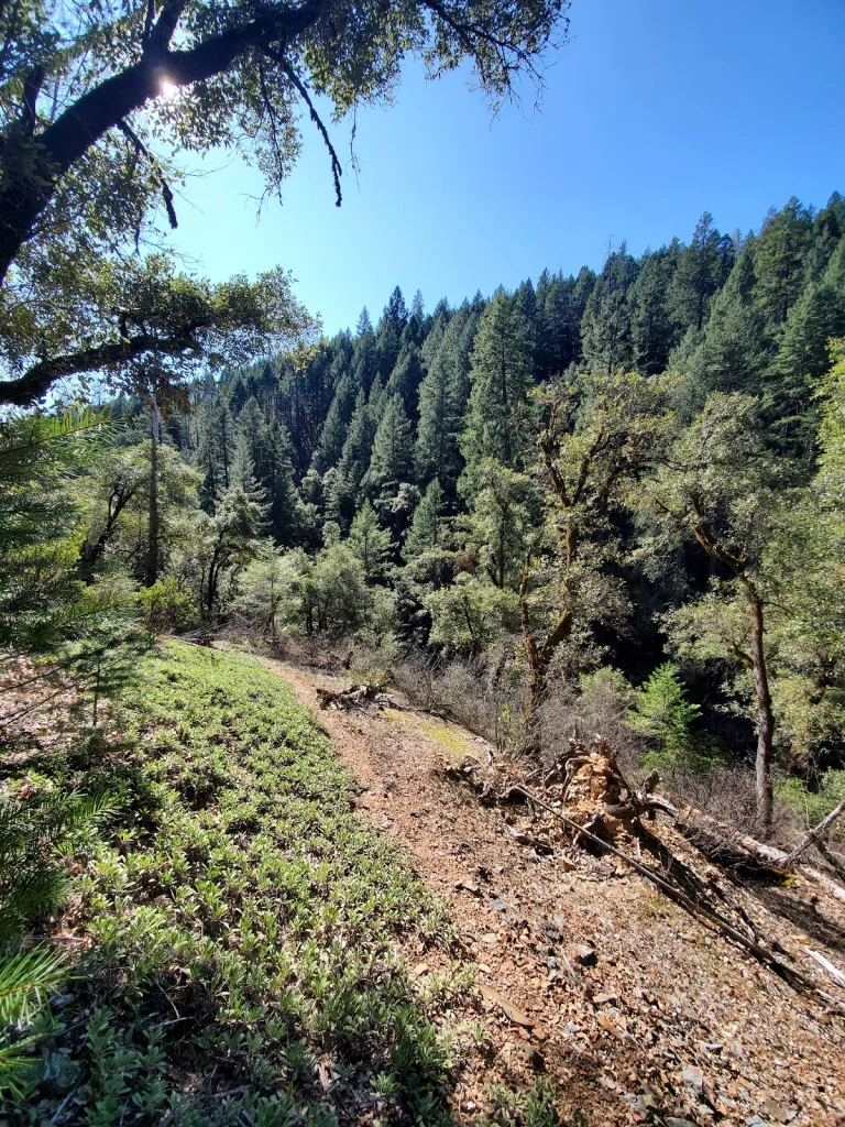 Sugarloaf Creek Trail- Shasta, a dog-friendly hiking trail in Redding, California